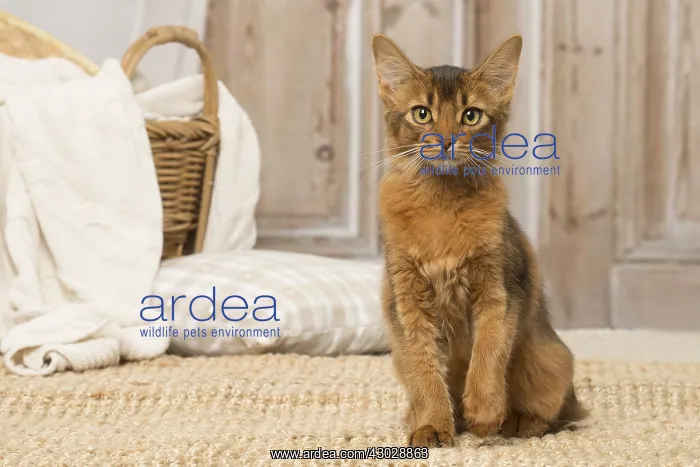  : Somali kitten cat indoors