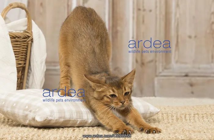  : Somali kitten cat indoors