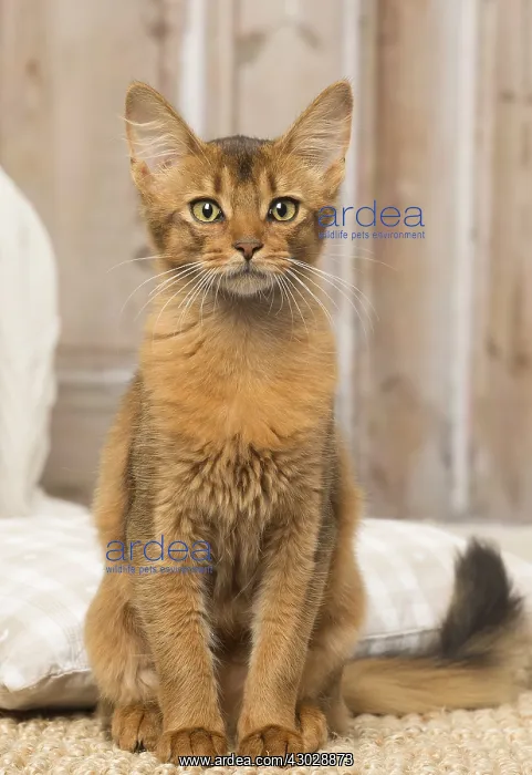  : Somali kitten cat indoors