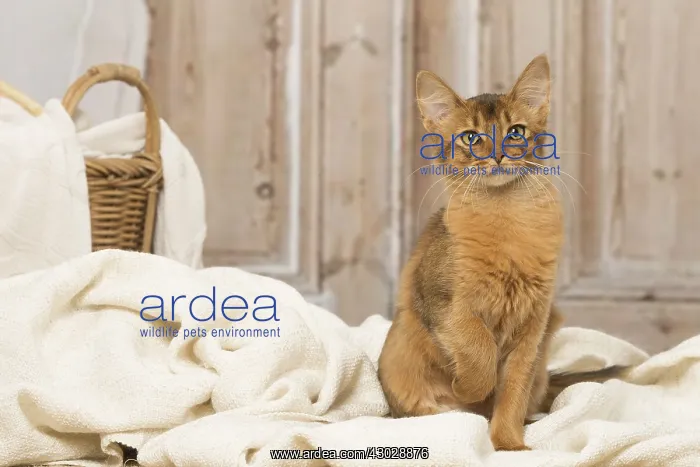  : Somali kitten cat indoors