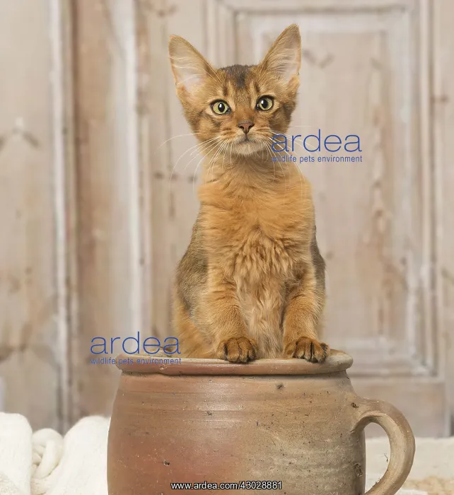  : Somali kitten cat indoors
