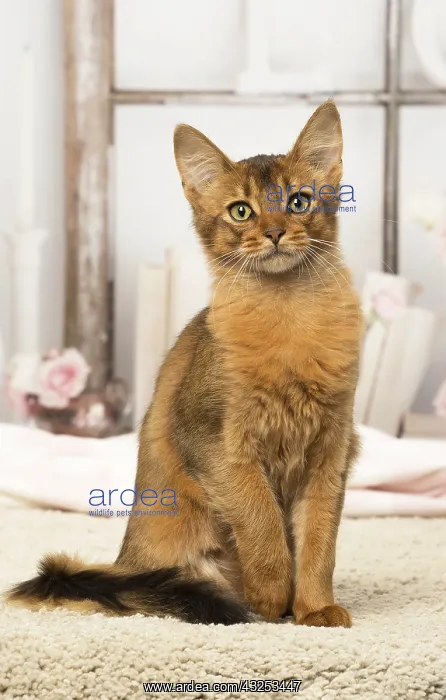  : Somali kitten cat indoors