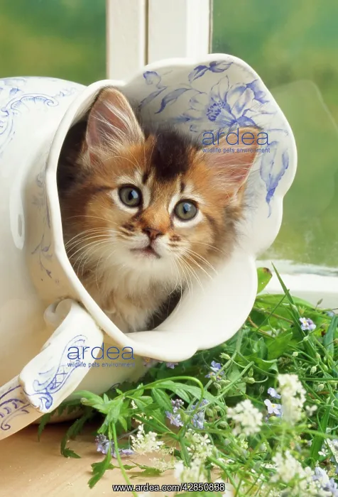: Somali kitten in jug : Somali kitten in jug