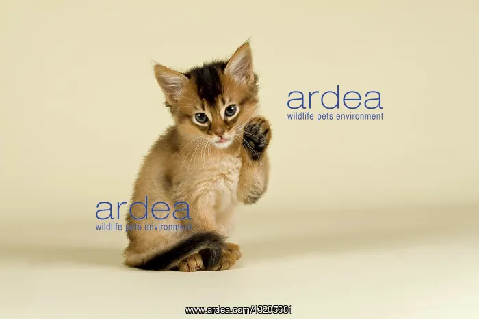 : Somali kitten, tawny : Somali kitten, tawny