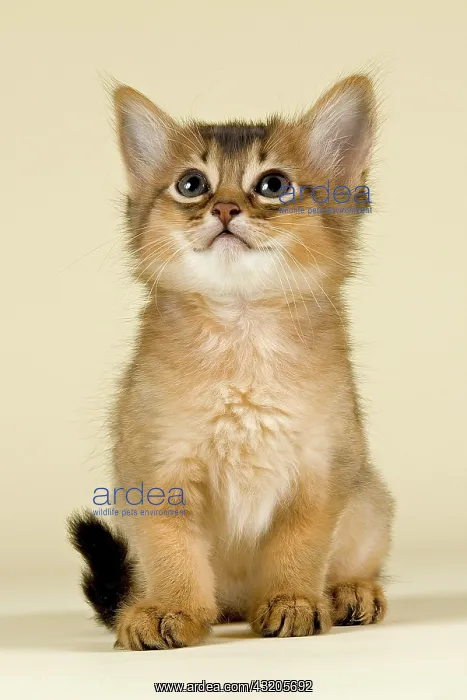 : Somali kitten, tawny : Somali kitten, tawny