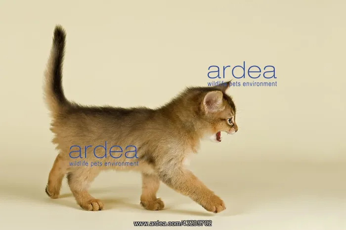 : Somali kitten, tawny : Somali kitten, tawny
