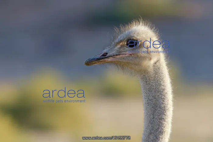 : Somali Ostrich : Somali Ostrich