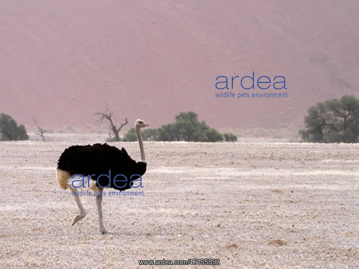 : Somali Ostrich : Somali Ostrich