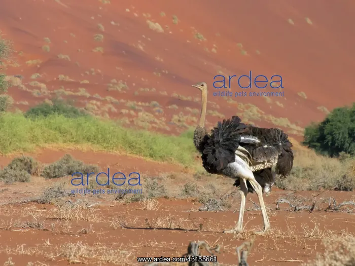 : Somali Ostrich : Somali Ostrich