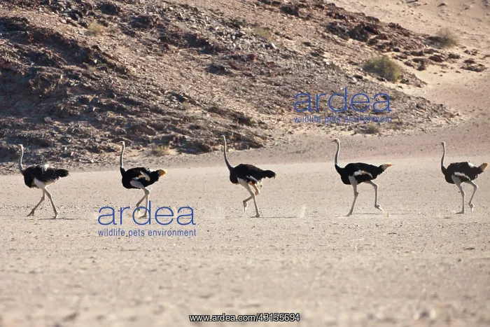 : Somali Ostrich : Somali Ostrich