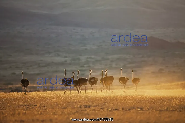 : Somali Ostrich : Somali Ostrich