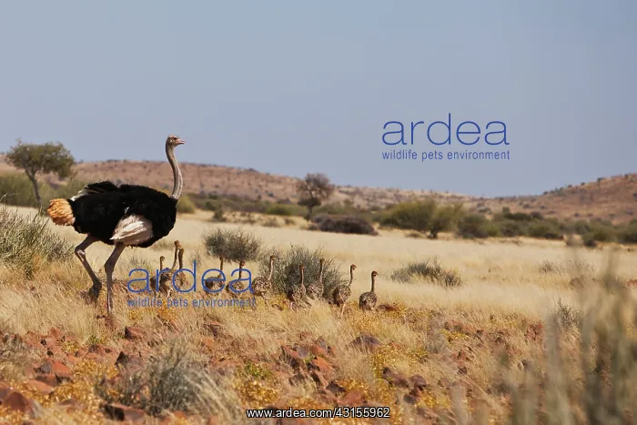 : Somali Ostrich : Somali Ostrich