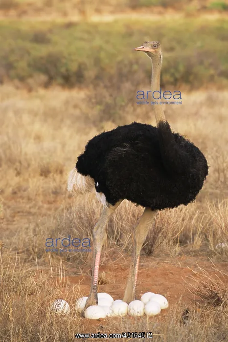 : Somali Ostrich : Somali Ostrich