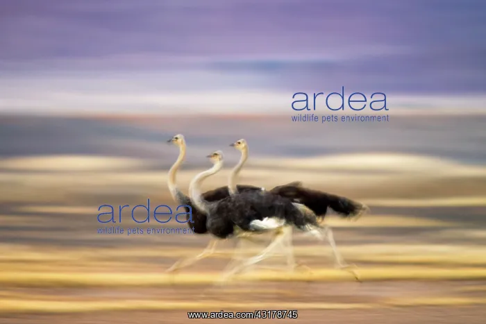 : Somali Ostrich : Somali Ostrich