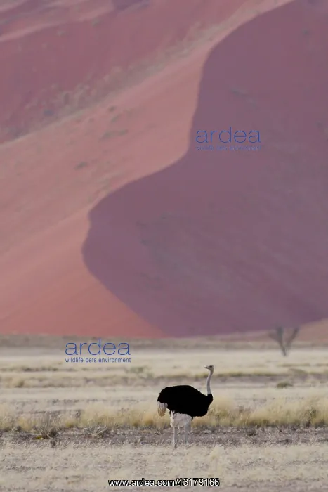 : Somali Ostrich : Somali Ostrich