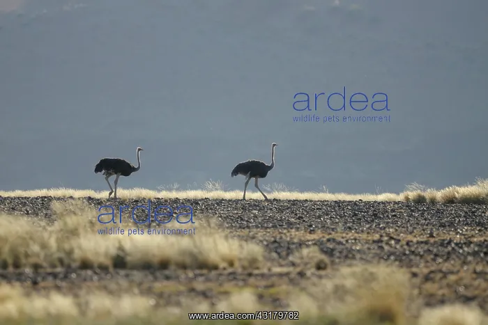 : Somali Ostrich : Somali Ostrich