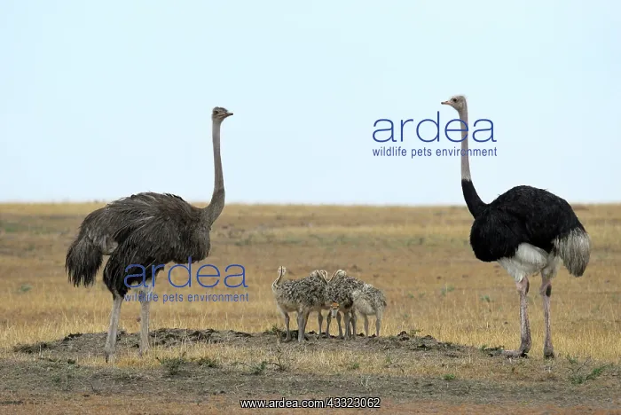 : Somali Ostrich : Somali Ostrich