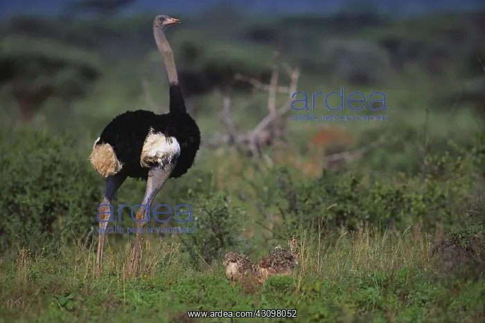 : Somali Ostrich with chicks : Somali Ostrich with chicks