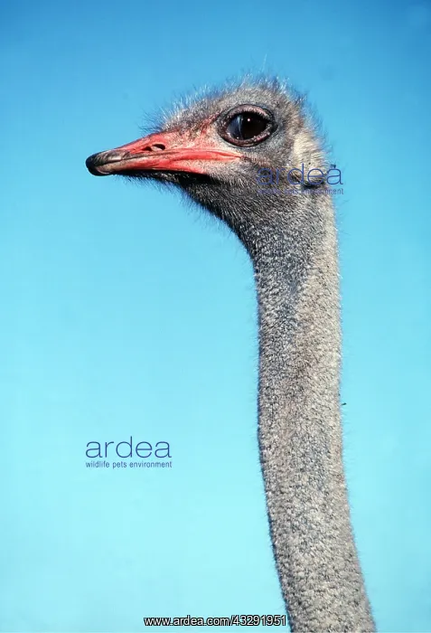 : SOMALI OSTRICH - close-up of head, male : SOMALI OSTRICH - close-up of head, male