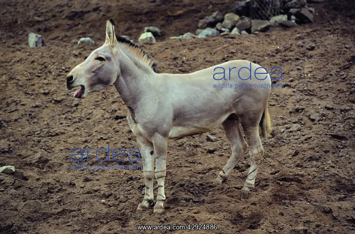 : Somali Wild ASS - braying : Somali Wild ASS - braying