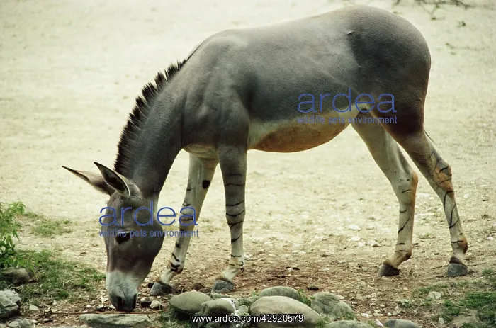 : Somali Wild ASS - grazing : Somali Wild ASS - grazing
