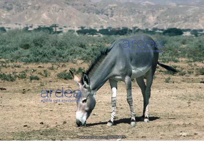 : Somalian / African WILD ASS : Somalian / African WILD ASS