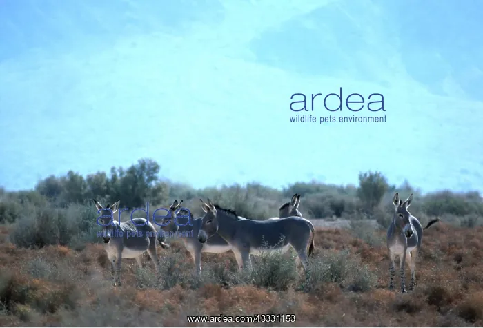 : Somalian / African Wild Ass - group : Somalian / African Wild Ass - group