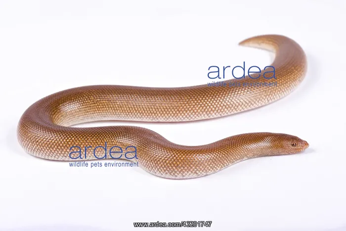 : Somalian sand boa (Gongylophis colubrinus rufescens) : Somalian sand boa (Gongylophis colubrinus rufescens)