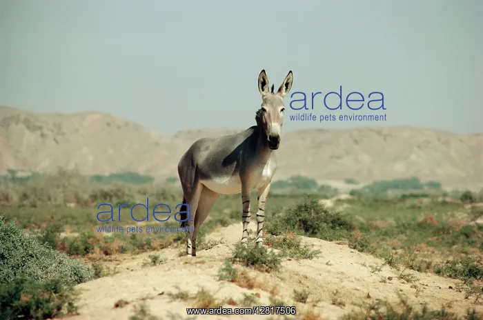  : Somalian Wild ASS