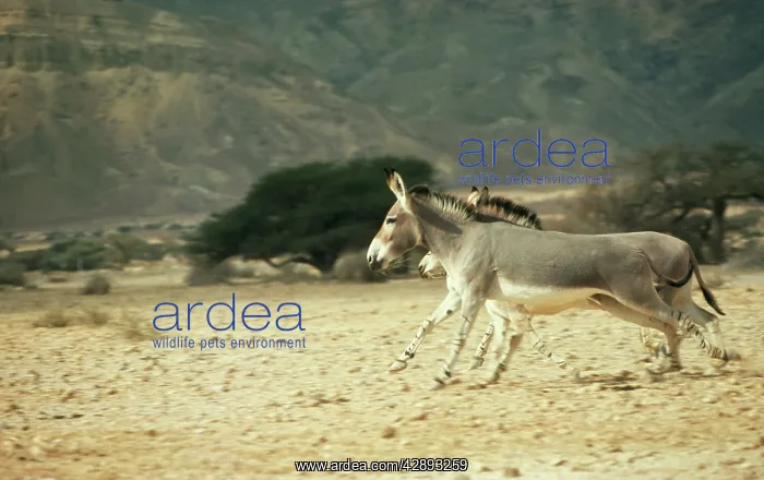 : Somalian Wild ASS - running : Somalian Wild ASS - running