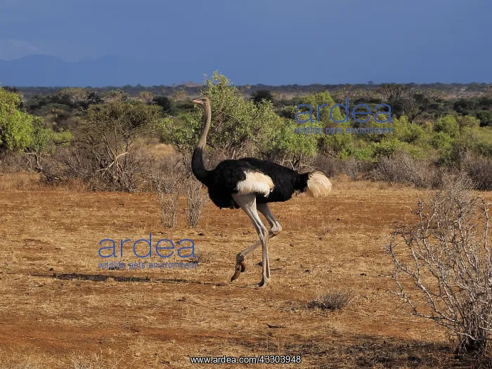 : Somalistrau Struthio camelus OLYMPUS DIGITAL : Somalistrau Struthio camelus OLYMPUS DIGITAL