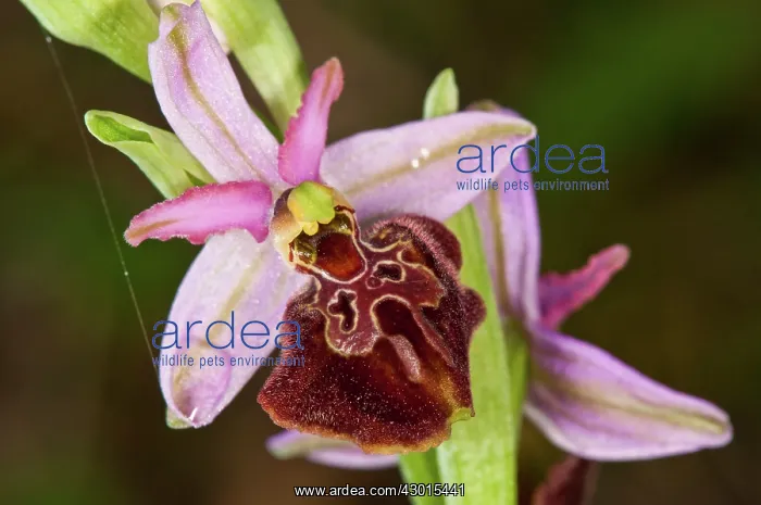  : Sombre Bee-orchid