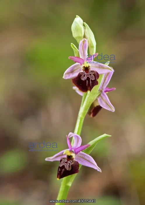 : Sombre Bee-orchid : Sombre Bee-orchid