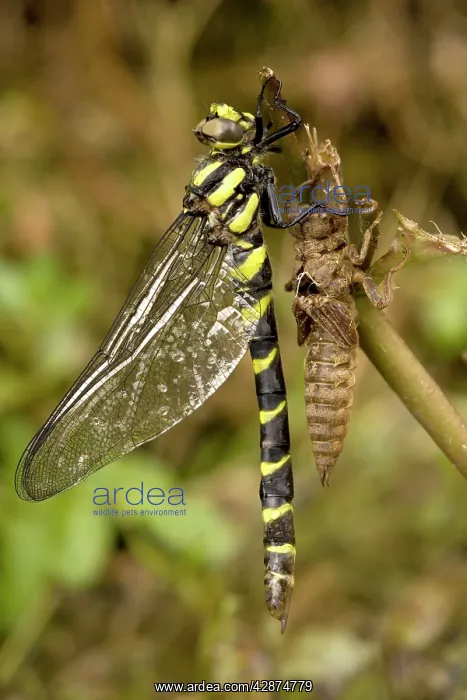: Sombre gold-ringed dragonfly - emerging from nymphal case : Sombre gold-ringed dragonfly - emerging from nymphal case