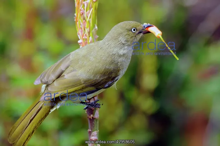 : Sombre Greenbul / Sombre Bulbul - Eating flower : Sombre Greenbul / Sombre Bulbul - Eating flower