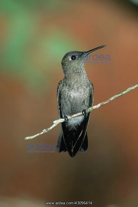 : Sombre Hummingbird : Sombre Hummingbird