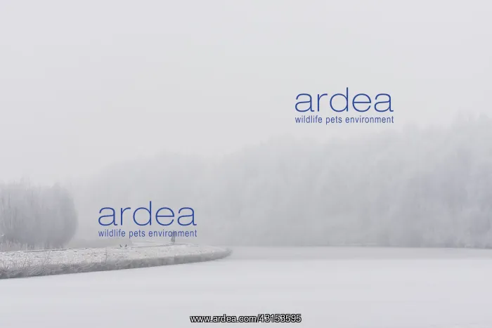 : Somebody is cycling through heavy snow and mist : Somebody is cycling through heavy snow and mist