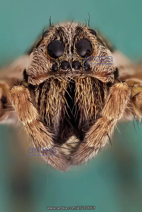 : Somo kind of wolf spider, they are robust and ag : Somo kind of wolf spider, they are robust and ag