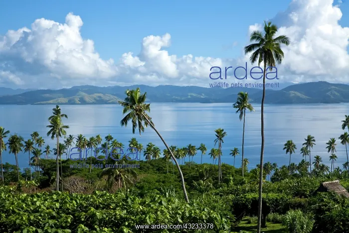 : Somosomo Straights, , Taveuni, Fiji : Somosomo Straights, , Taveuni, Fiji