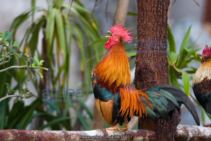 : Song of the Rooster at Hat Yao in Thailand : Song of the Rooster at Hat Yao in Thailand