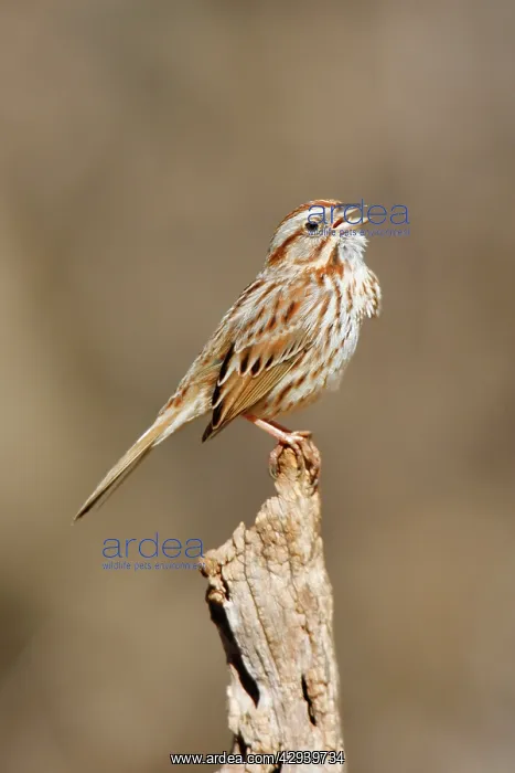 : Song Sparrow