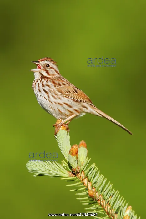  : Song Sparrow