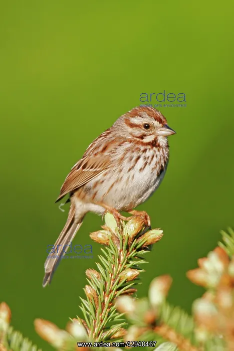  : Song Sparrow