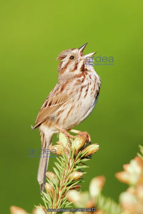  : Song Sparrow