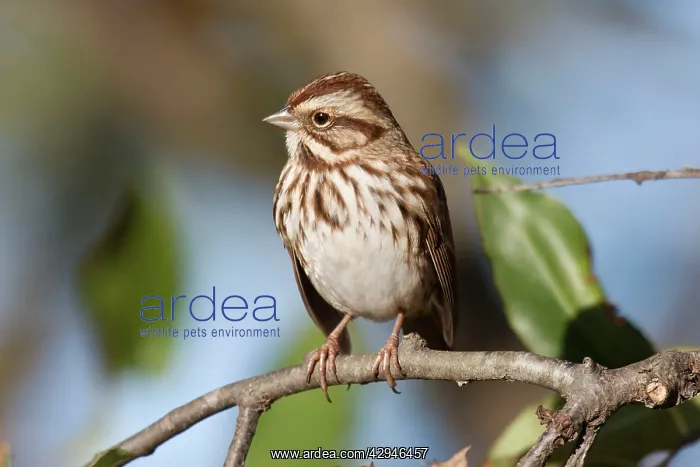 : Song Sparrow : Song Sparrow
