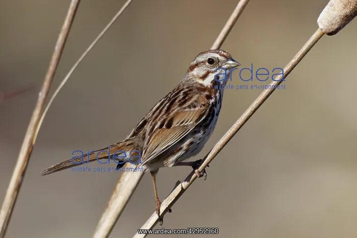 : Song Sparrow : Song Sparrow
