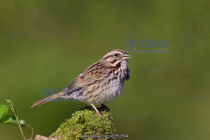 : Song Sparrow : Song Sparrow