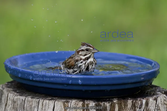 : Song Sparrow : Song Sparrow