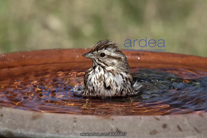 : Song Sparrow : Song Sparrow