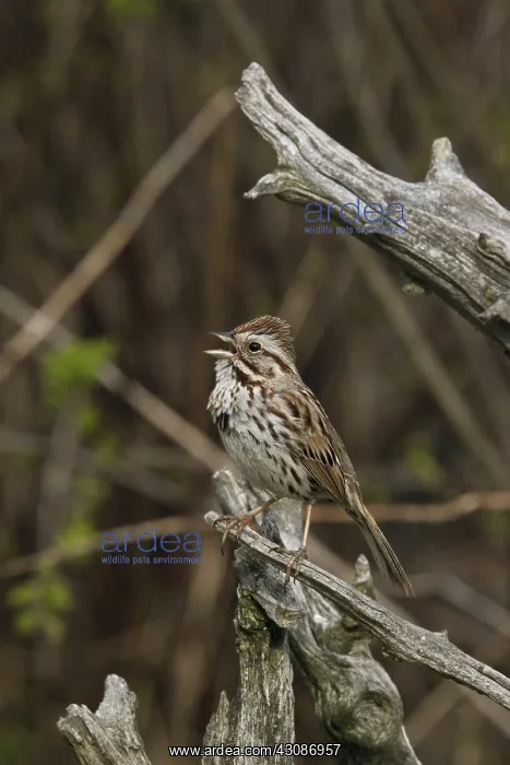 : Song Sparrow : Song Sparrow